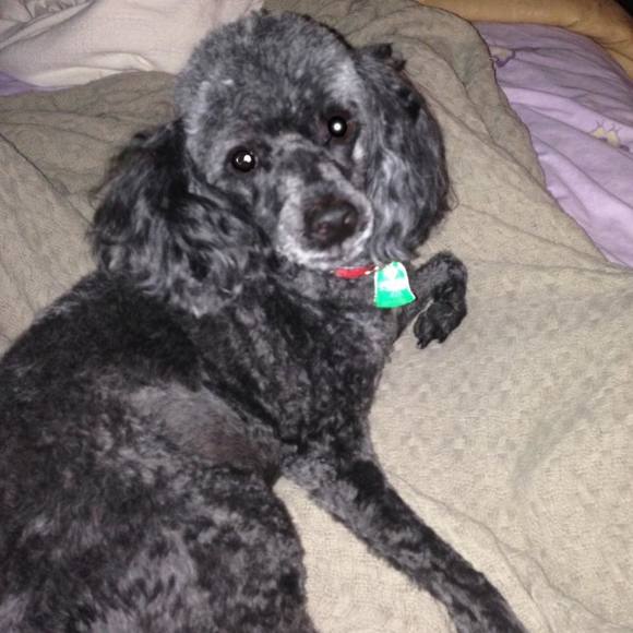 Meet your Posher, Tammy - Picture 1 of 1